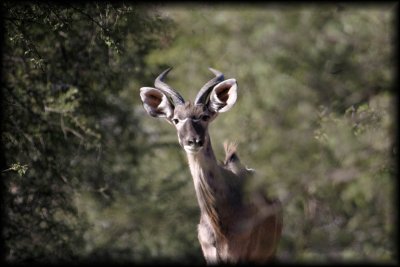 Baviaanskloof - inquisitive kudu