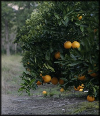 Kudu Kaja - Export oranges