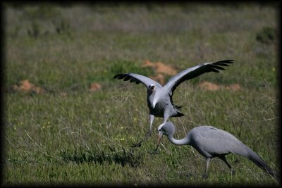 Blue crane mating dance