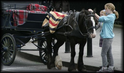 Horsedrawn carriage