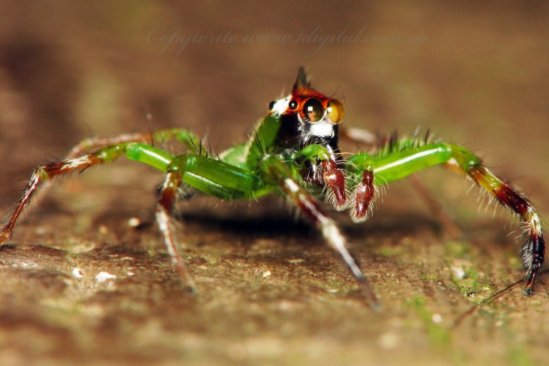 PRP70829002 Spider.jpg