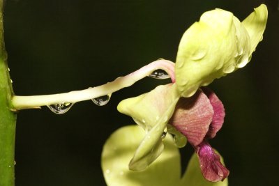 Orchid GArden 04.jpg