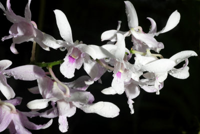 Orchid Garden 02.jpg