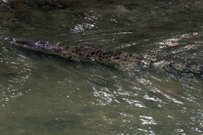 Crocodile2.jpg