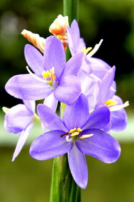 Orchid Garden 01.jpg