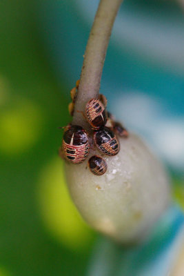 Hoppers, Katydids, Beetles.