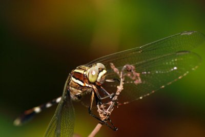 Dragonfly2.jpg