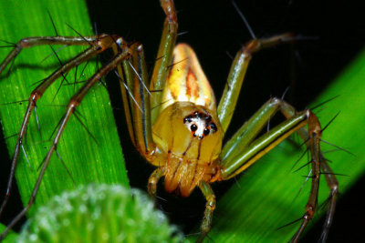 Lynx Spider3.jpg