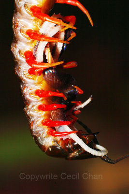 Centipede Eat Snake2.jpg