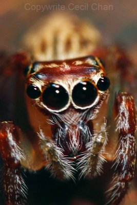 Jumping Spider5.jpg