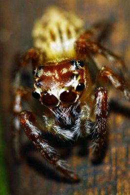 Jumping Spider6.jpg
