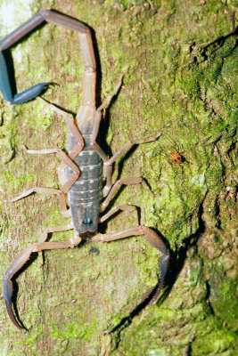 Scorpion with spider.jpg