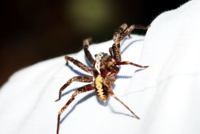 White striped Wandering Spider on shoulder.jpg