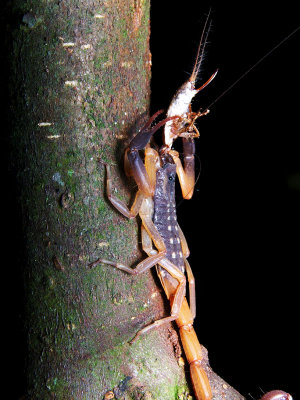 Scorpion eating.jpg