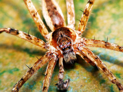 Huntsman Spider17.jpg