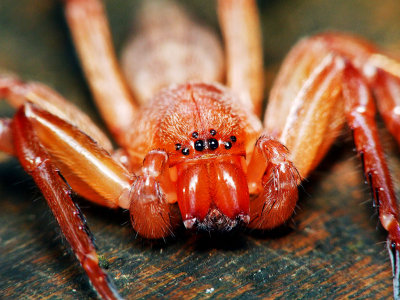 Spider18.jpg