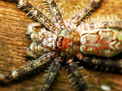 Huntsman Spider19.jpg