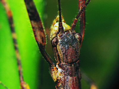 70622020 Stick Insect.jpg
