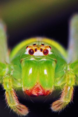 70622025 Spider.jpg