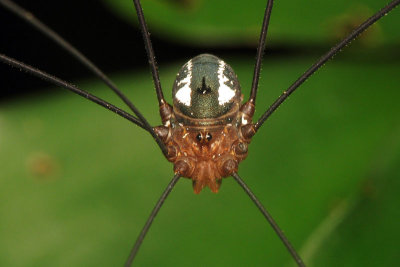 Harvestman.jpg