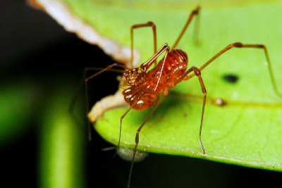 70621003 Spider.jpg