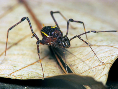 70621001 Ant Mimic Spider.jpg