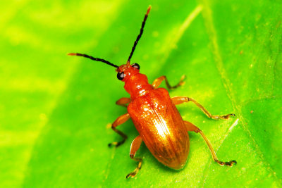 70618004 Beetle.jpg