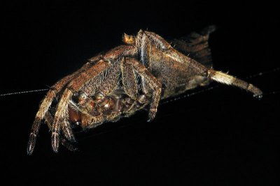 Orb Weaver Spider.jpg