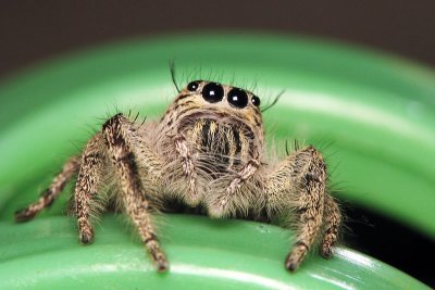 Heavy Jumper Hyllus Diardi Spider.jpg