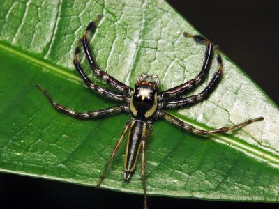 70704035 Spider.jpg