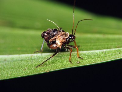 70704041 Spider.jpg