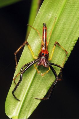 70704054 Spider Wide Jaw.jpg