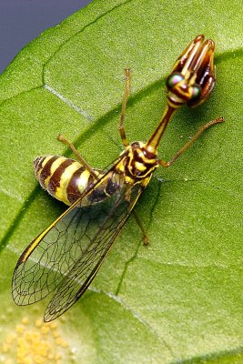 70705017 Wasp Mantis.jpg