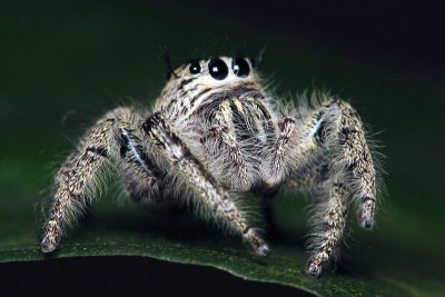 Heavy Jumper Hyllus Diardi Spider.jpg