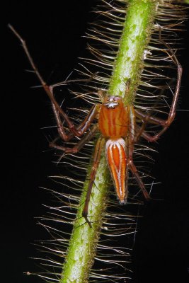 70712027 Lynx spider.jpg