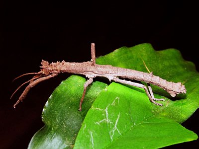 70713005 stick insect.jpg