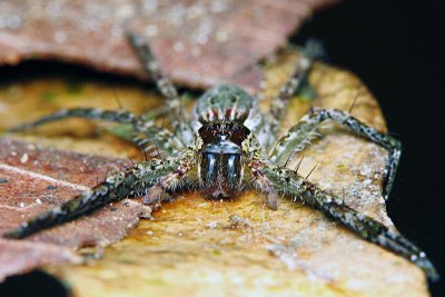 Wolf Spider.jpg