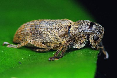 70713009 long horn beetle.jpg