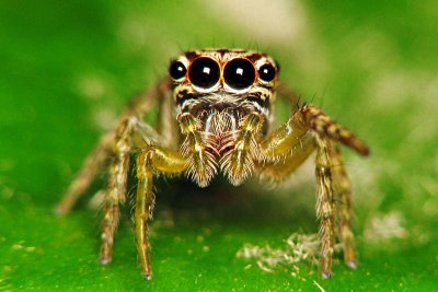 Jumping Spider.jpg
