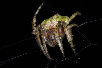 70718001 Spider Orb Weaver.jpg