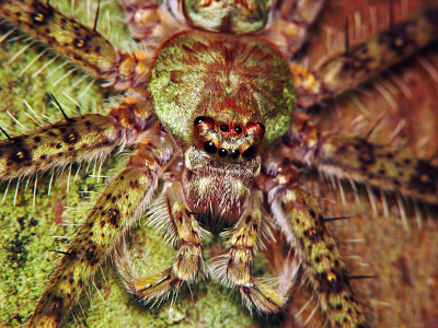 70718016 Huntsman Spider.jpg