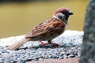Sparrow1.jpg