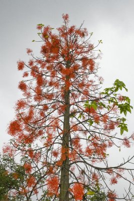 10 Australian Illawarra Flame Tree.jpg