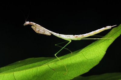 70727002 Praying Mantis.jpg