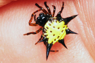 Jewel Spider Orb Weaver Family.jpg