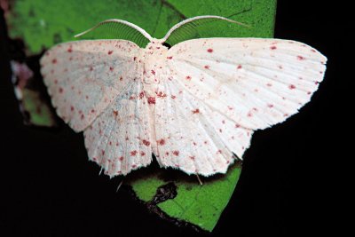 080901 Moth.jpg