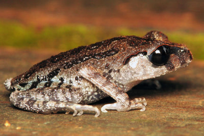 080902 Toad.jpg