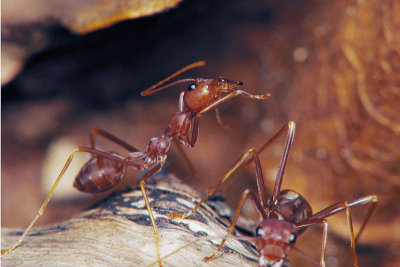 PU70811020 Ants.jpg