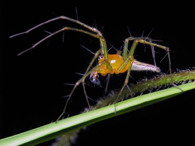 LP70816002 Lynx Spider.jpg