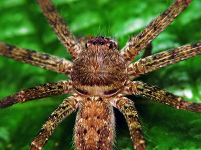 LP70816003 SAC Spider.jpg